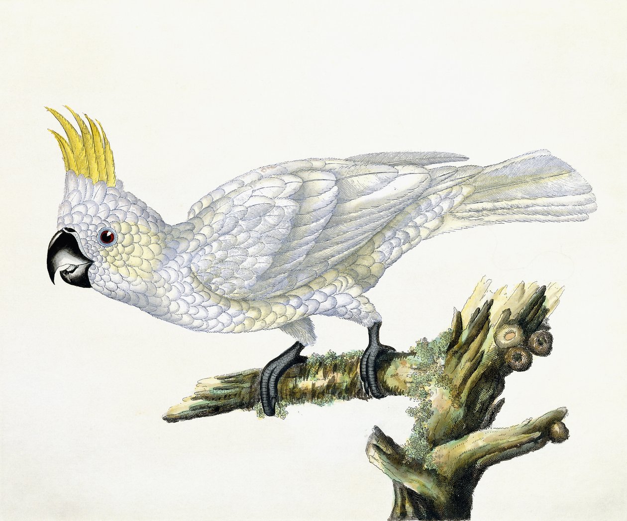 Kakadu, 1779 af William Hayes