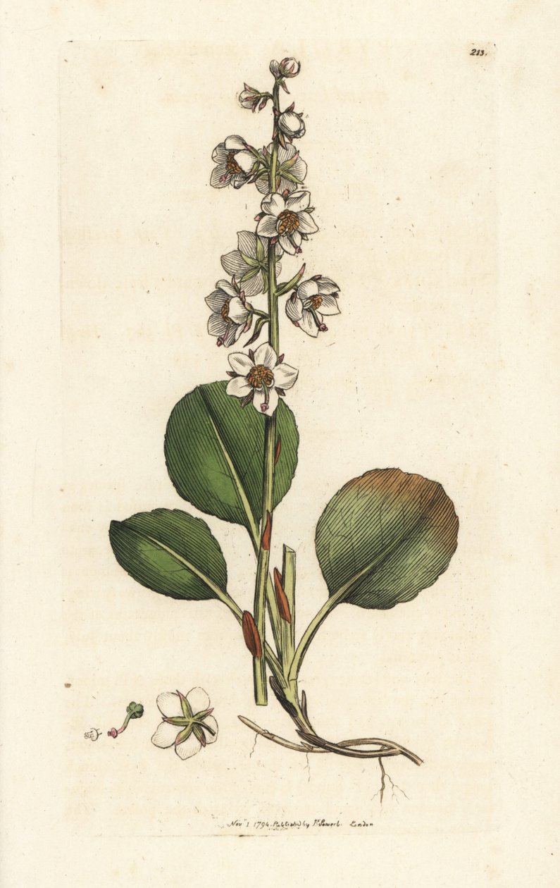 Rundbladet vintergrøn, Pyrola rotundifolia. Håndfarvet kobberstik af James Sowerby fra James Smith