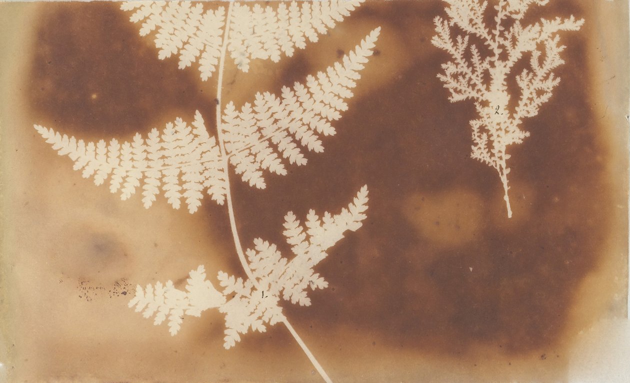 1. Lammelse. 2. Alga, 1839. af William Henry Fox Talbot