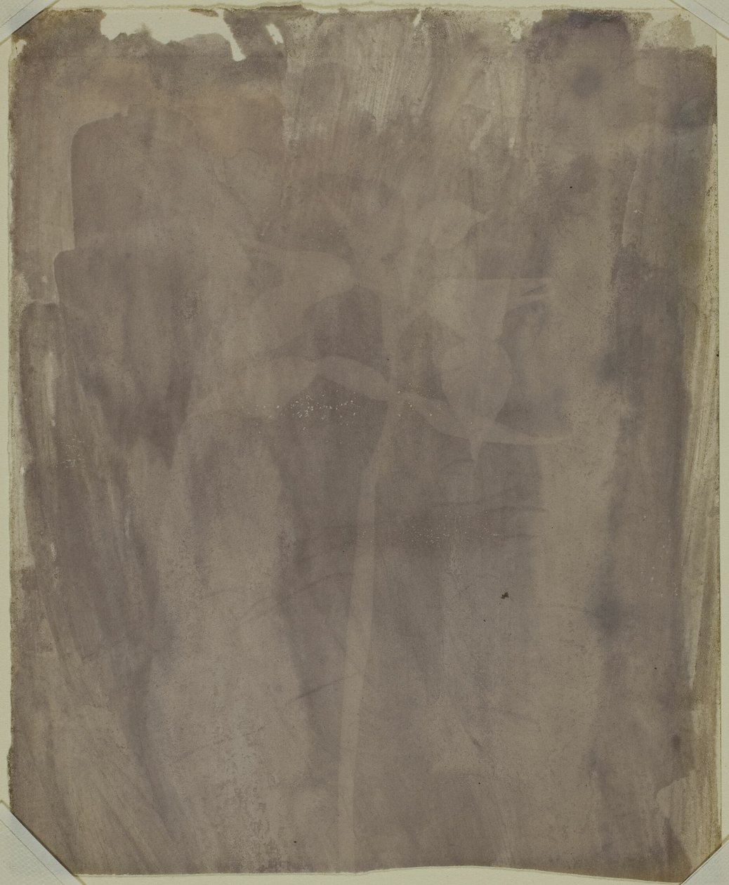 Botanisk eksemplar af William Henry Fox Talbot