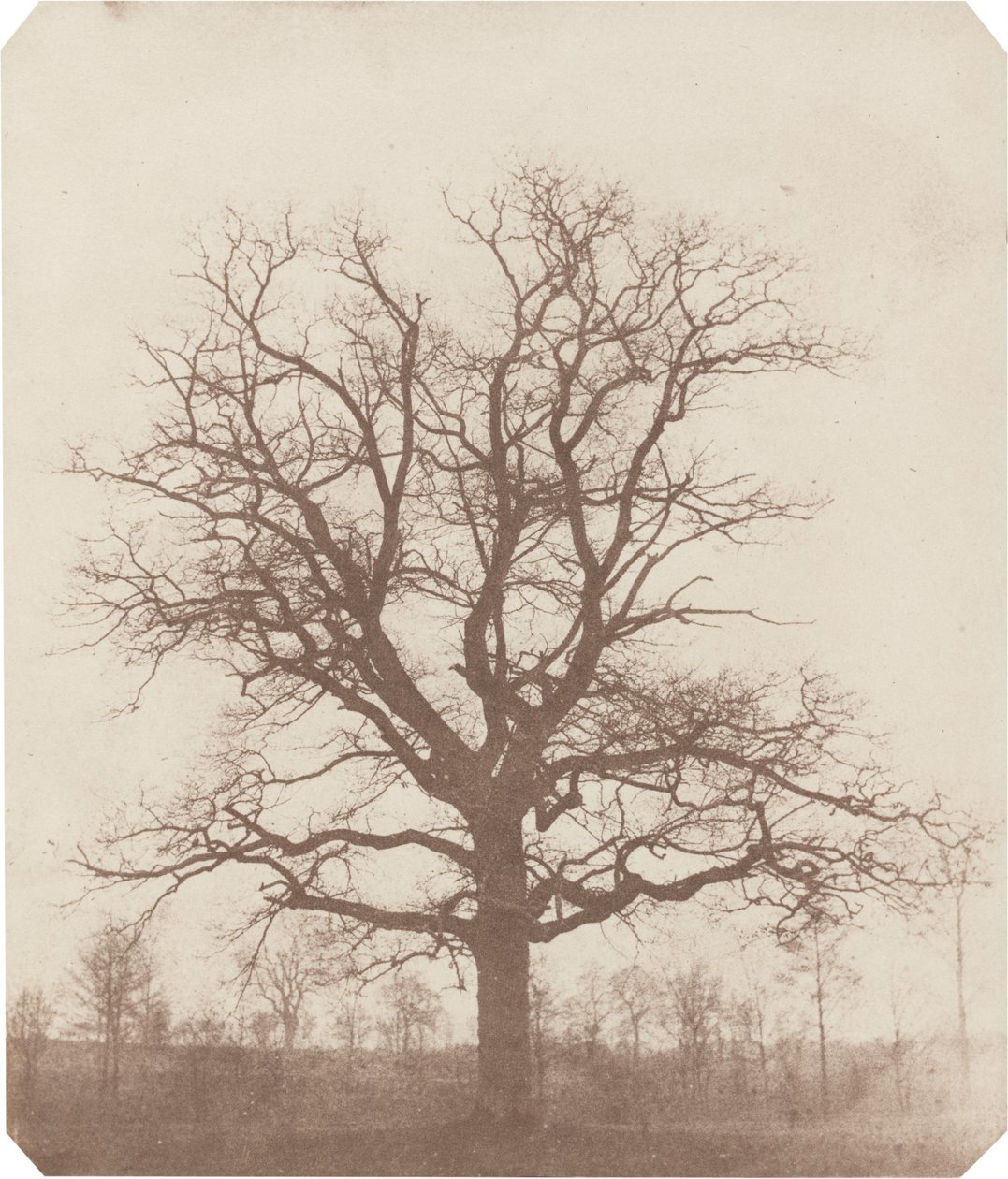 Egetræ af William Henry Fox Talbot