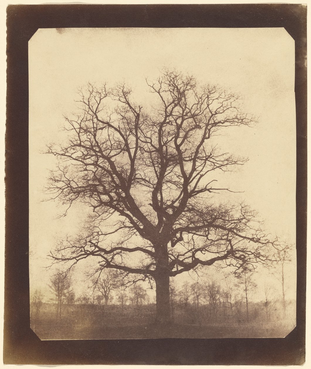 Egetræ om vinteren af William Henry Fox Talbot