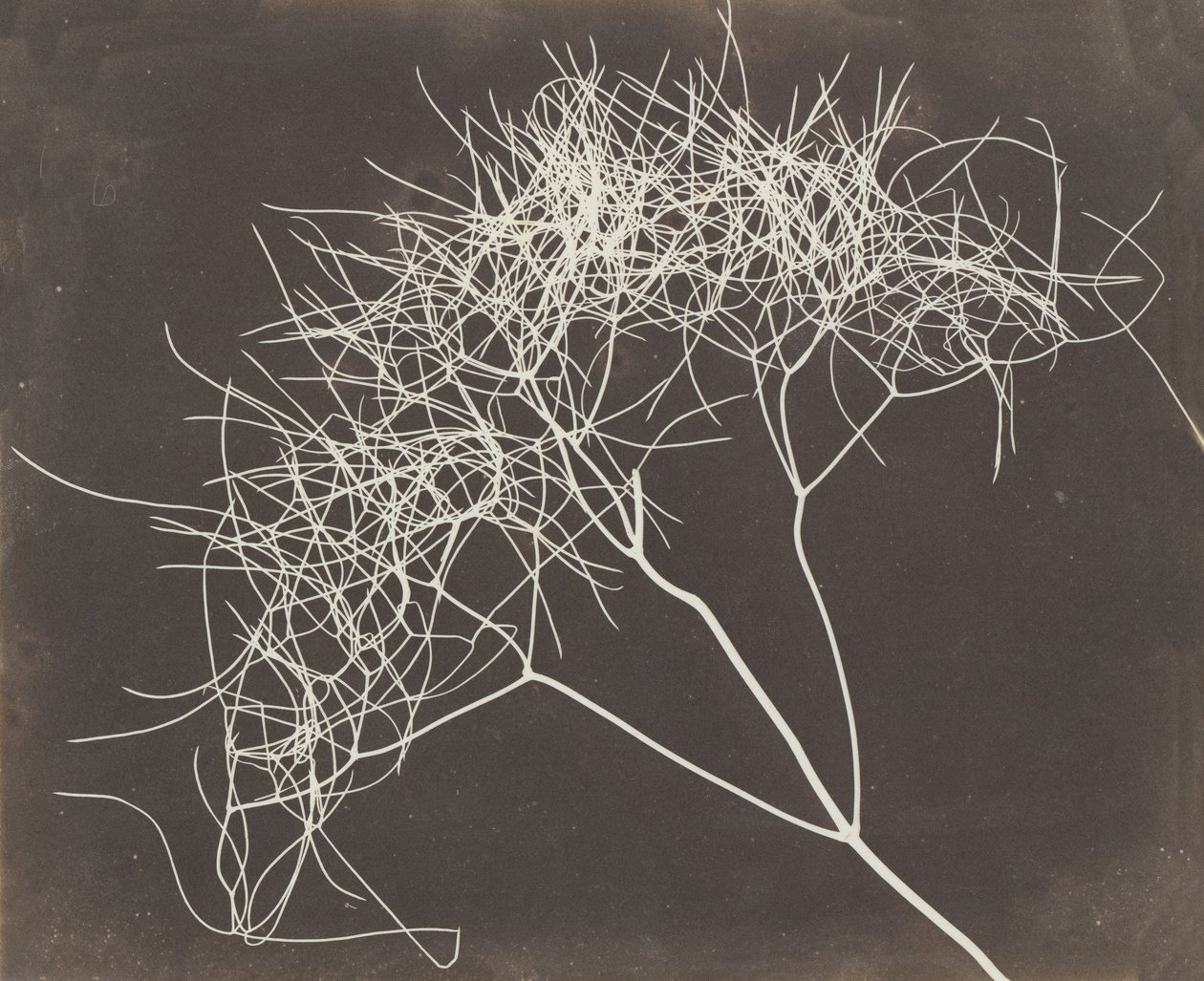 [Vild fennikel], 1841-42. af William Henry Fox Talbot