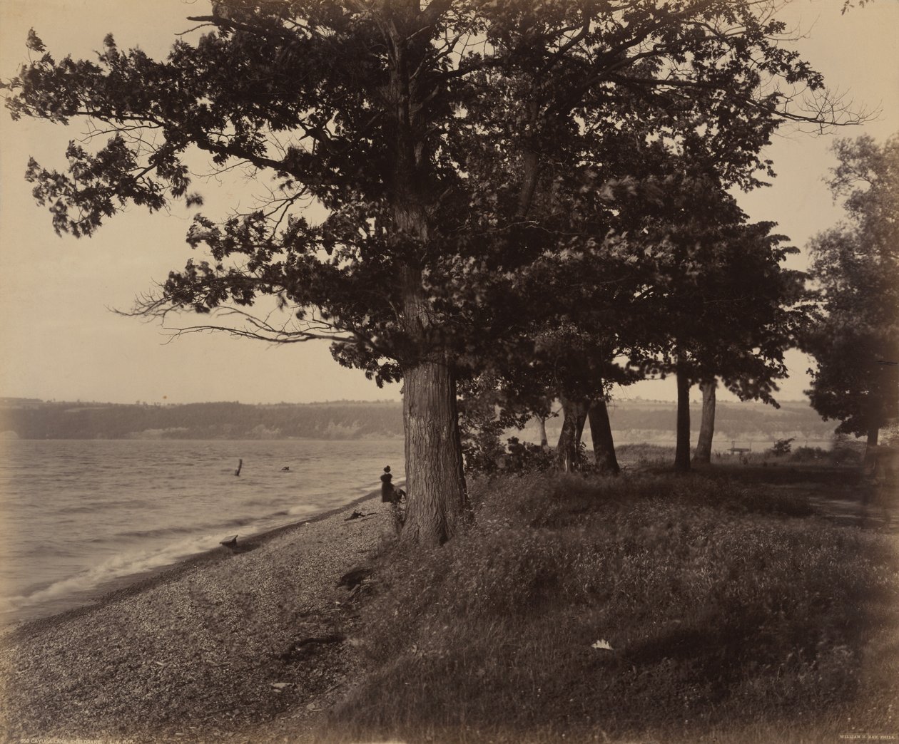Cayuga Lake, Sheldrake, ca. 1895 (foto) af William Herman Rau