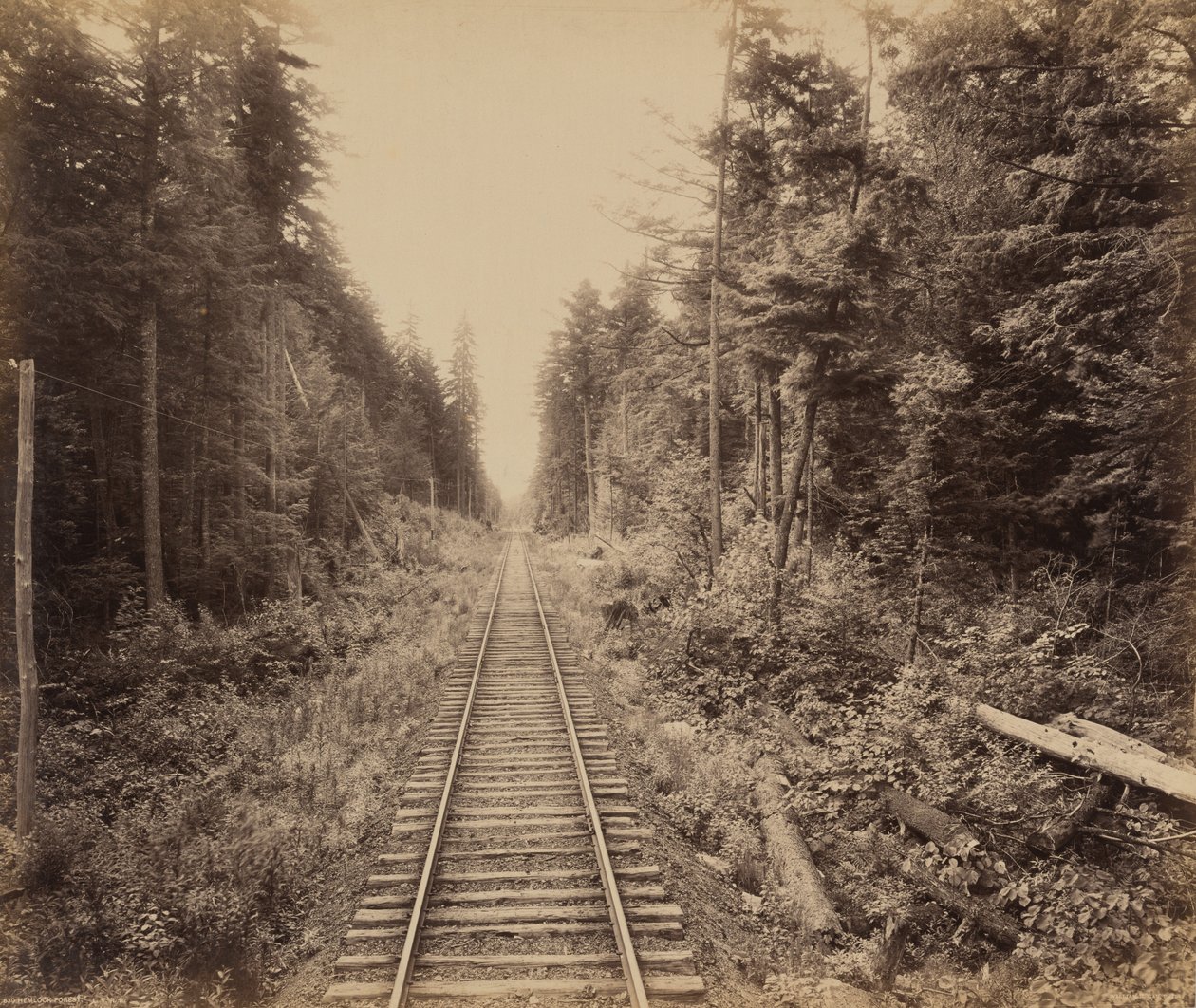 Hemlock-skoven, ca. 1895 (foto) af William Herman Rau