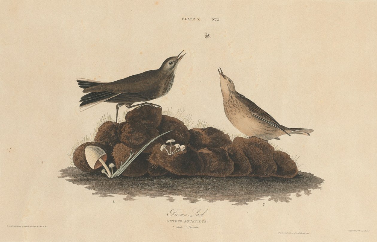 Brun lærke, 18271830. af William Home Lizars