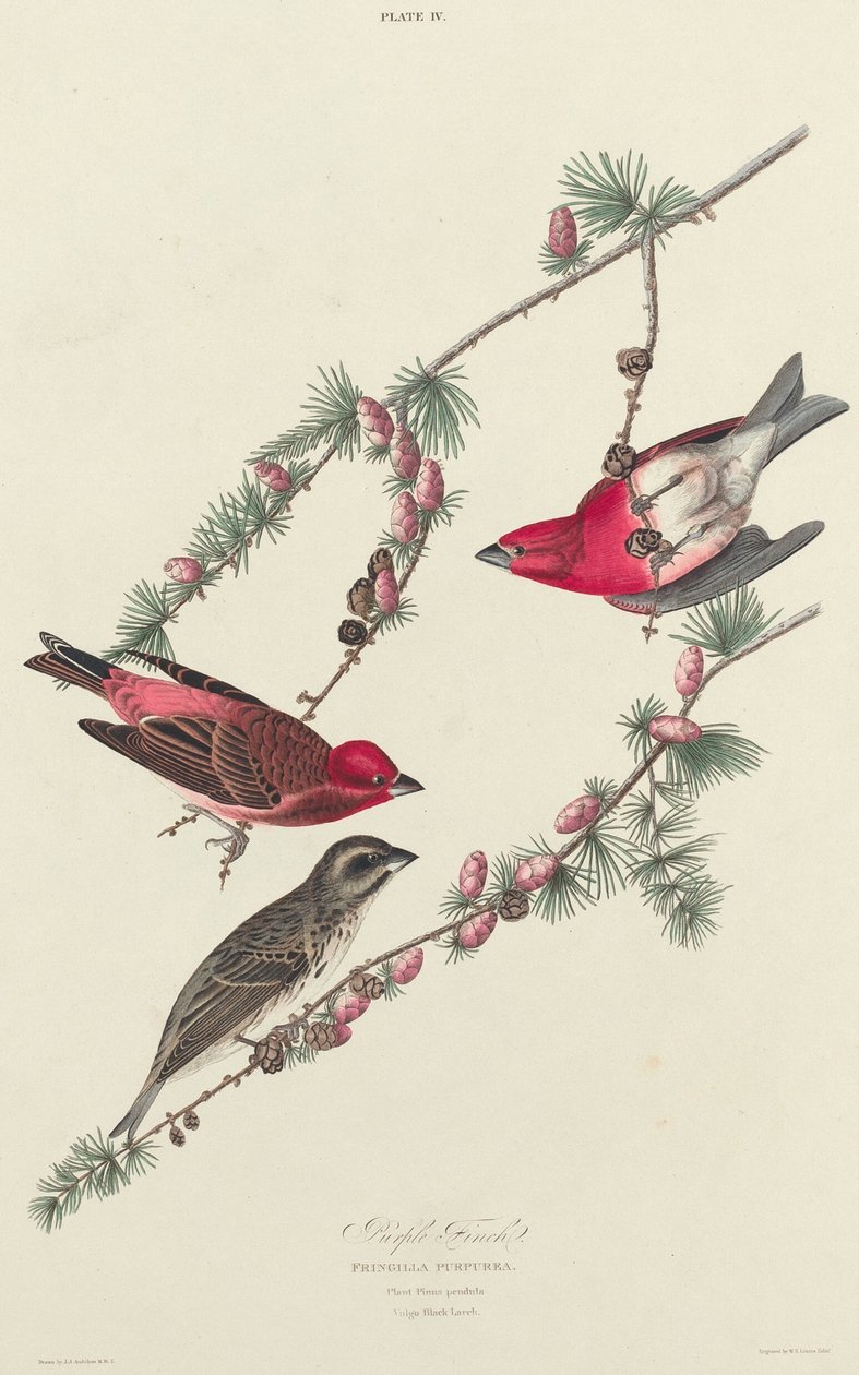Lilla Finke, 1827. af William Home Lizars