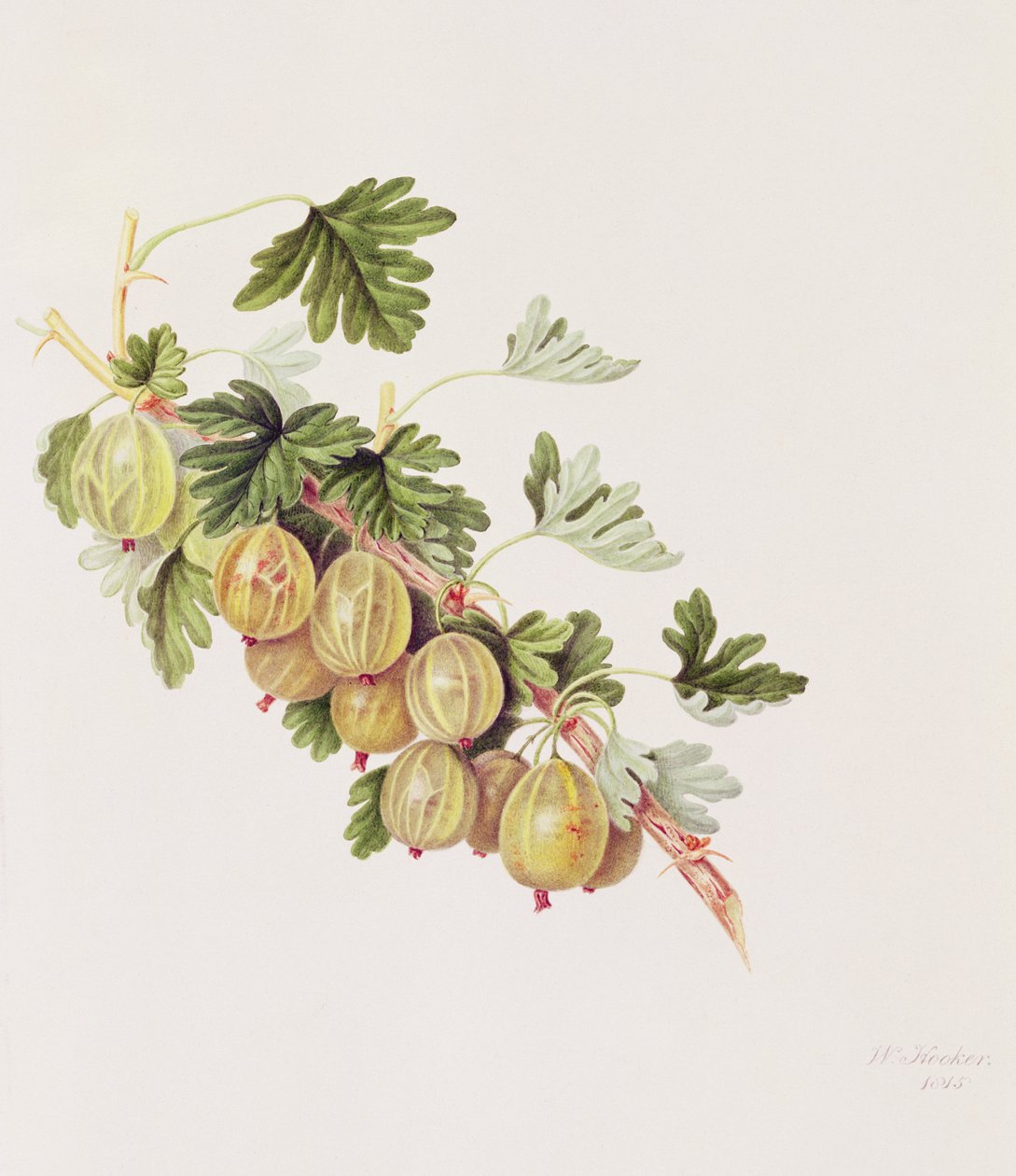 Grøn stikkelsbær, 1815 af William Hooker