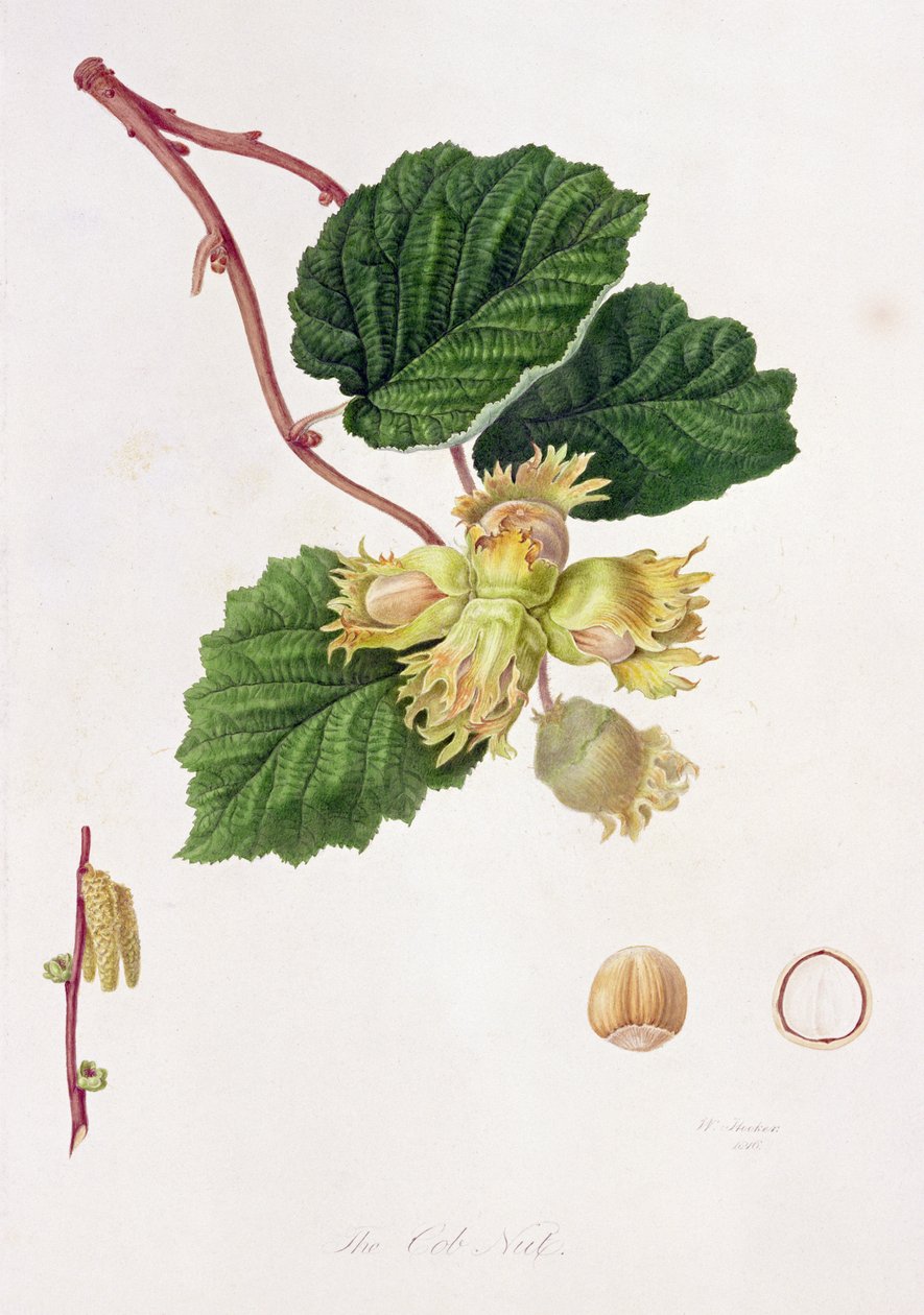 The Cob Nut, 1816 af William Hooker