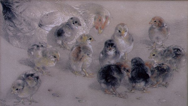 Undersøgelse af høns af William Huggins