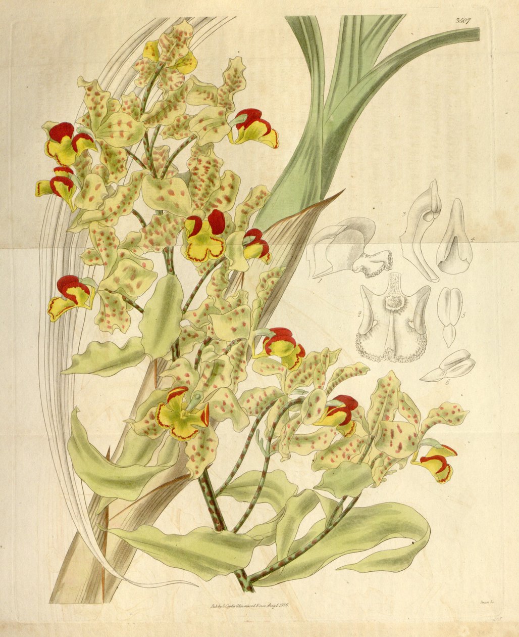 Cyrtopodium punctatum af William Jackson Hooker