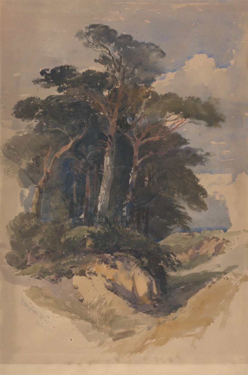 Pines på Hampstead Heath af William James Muller