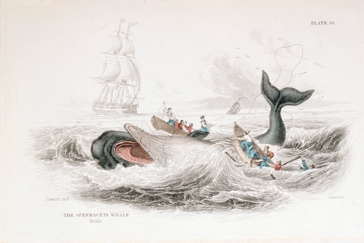 Harpuner en kaskelothval, 1837 af William Jardine