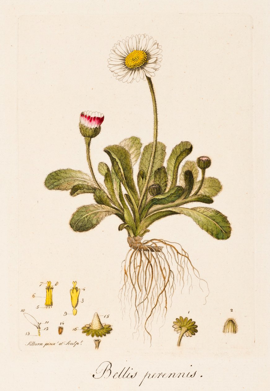 Flerårige krige, Daisy, c1770-1790. af William Kilburn