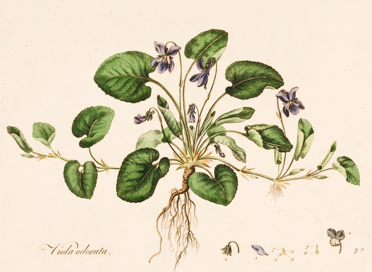 Sød Violet, c1770-1790. af William Kilburn