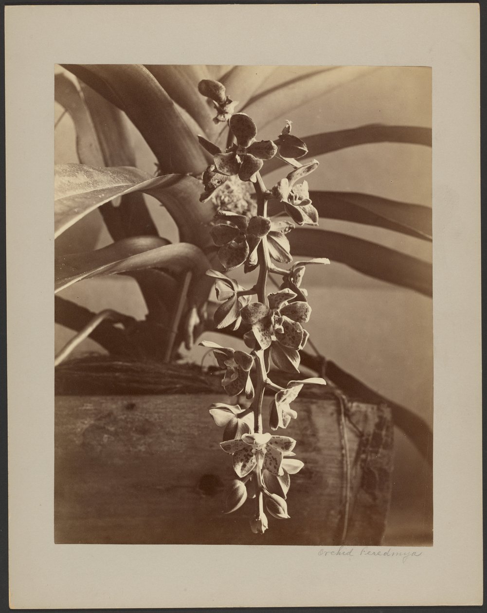 Orkideer, Ceylon af William Louis Henry Skeen