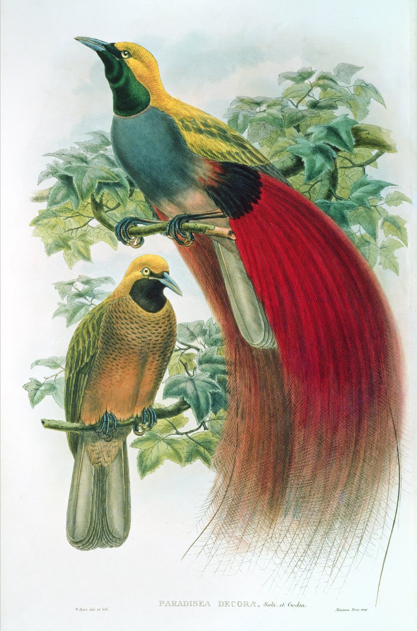 Paradisea Decora af William M. Hart