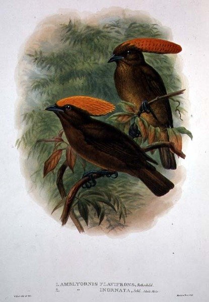 Amblyornis Flavifrons (farve litho) af William Matthew Hart