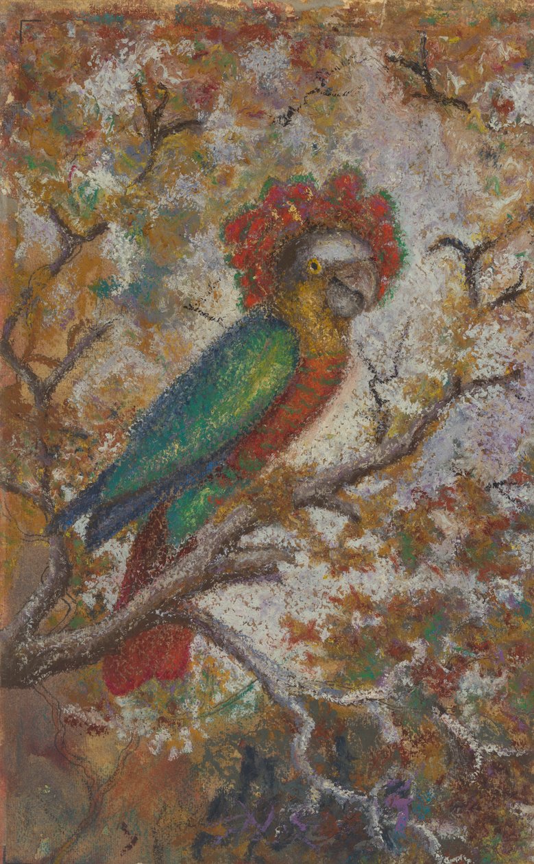 Papegøje, 1909. af William N. Buckner