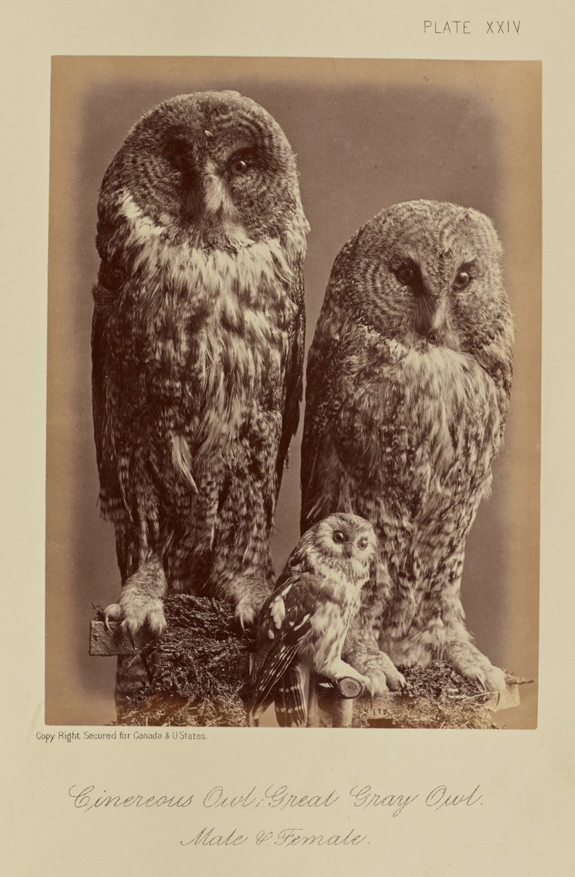 Cinereous Owl; Stor Grå Ugle. Han og hun af William Notman