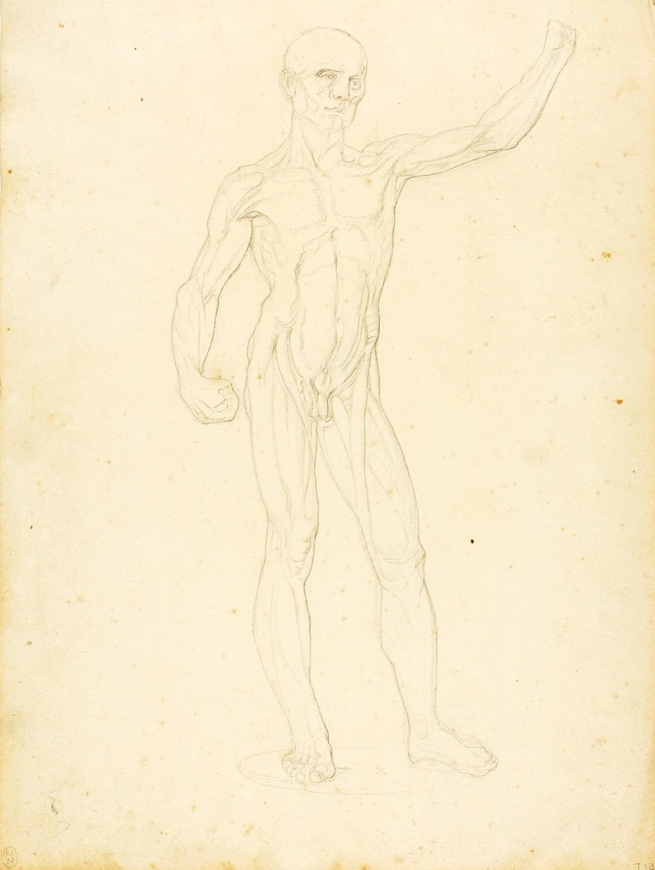 (En Ecorche, set forfra) af William Page