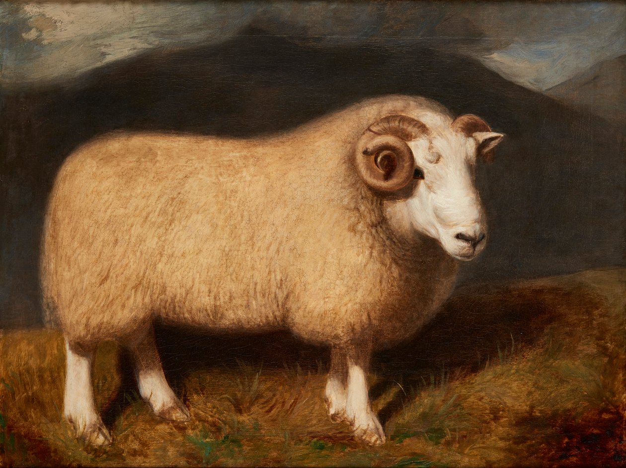 Cheviot Ram (olie på lærred) af William Shiels
