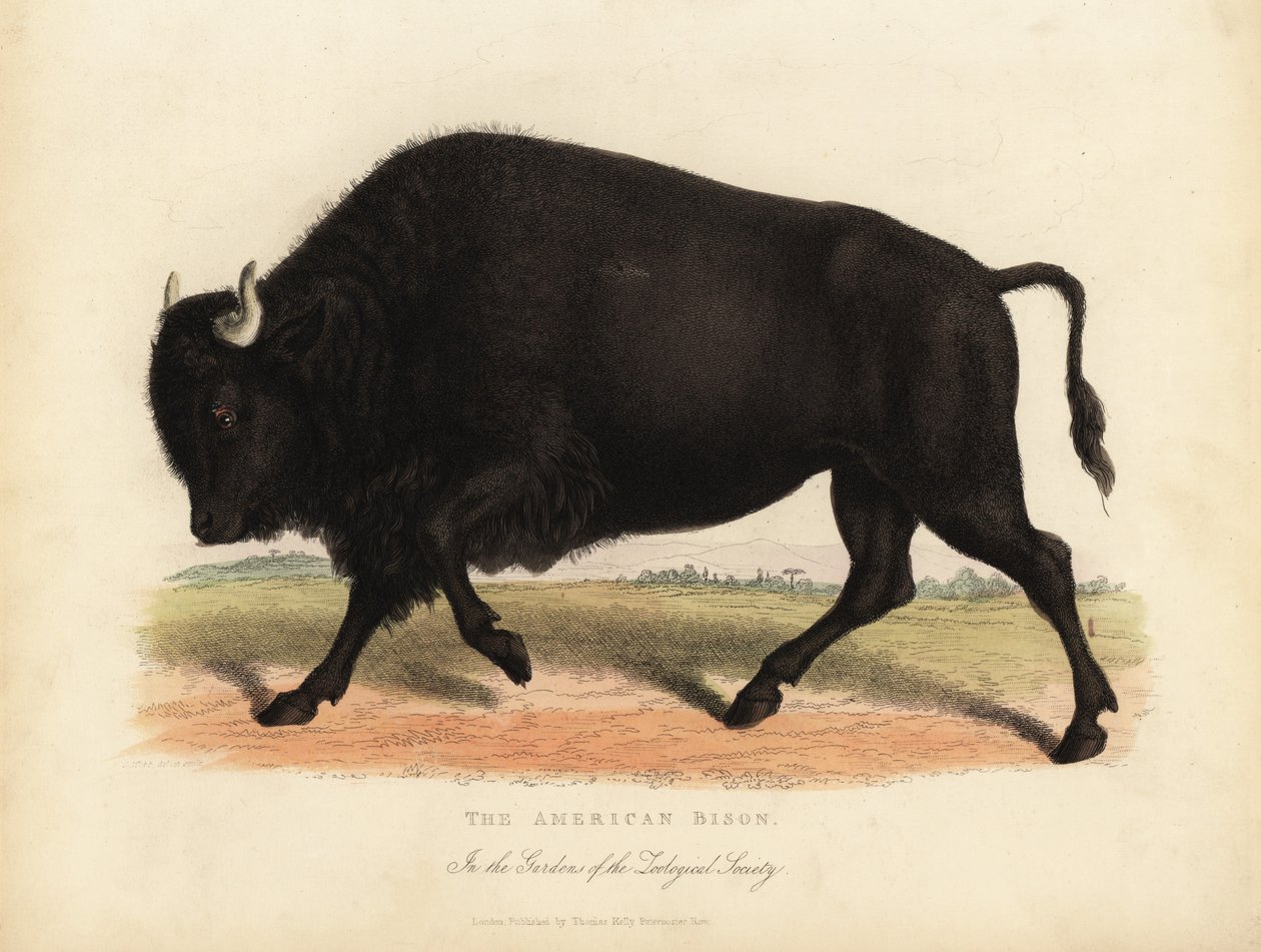 Amerikansk bison eller bøffel, bison bison. af William Smellie