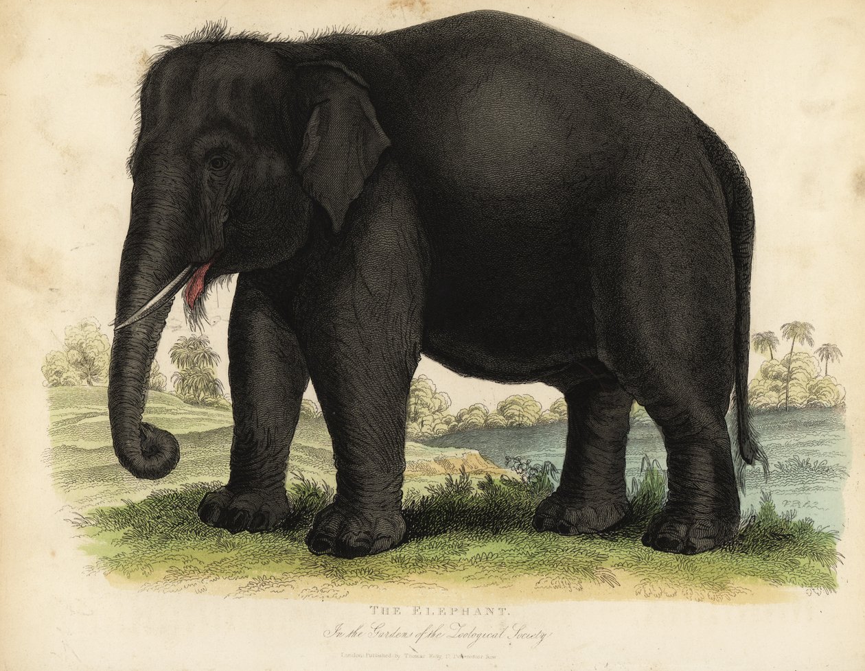 Asiatisk elefant, den største elefant, truet. af William Smellie