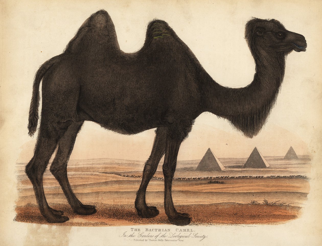 Bactrian kamel, Camelus bactrianus. af William Smellie