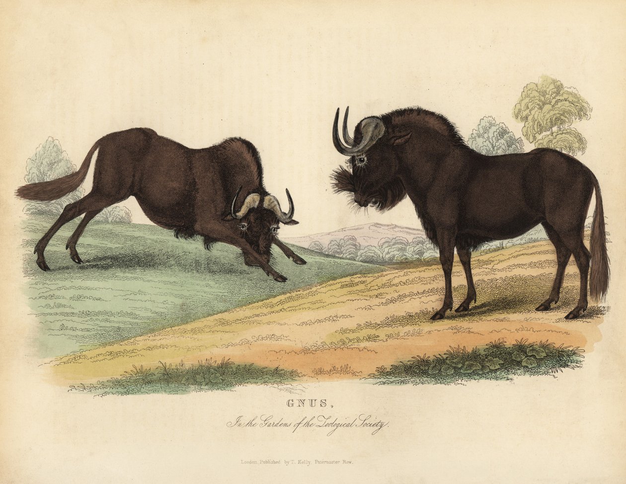 Sort gnu, Connochaetes gnou. af William Smellie