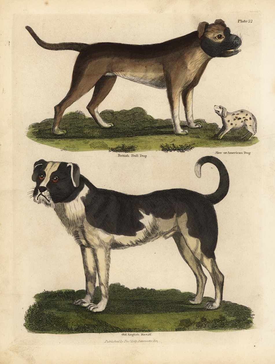 Hunderacer, Canis lupus familiaris. af William Smellie