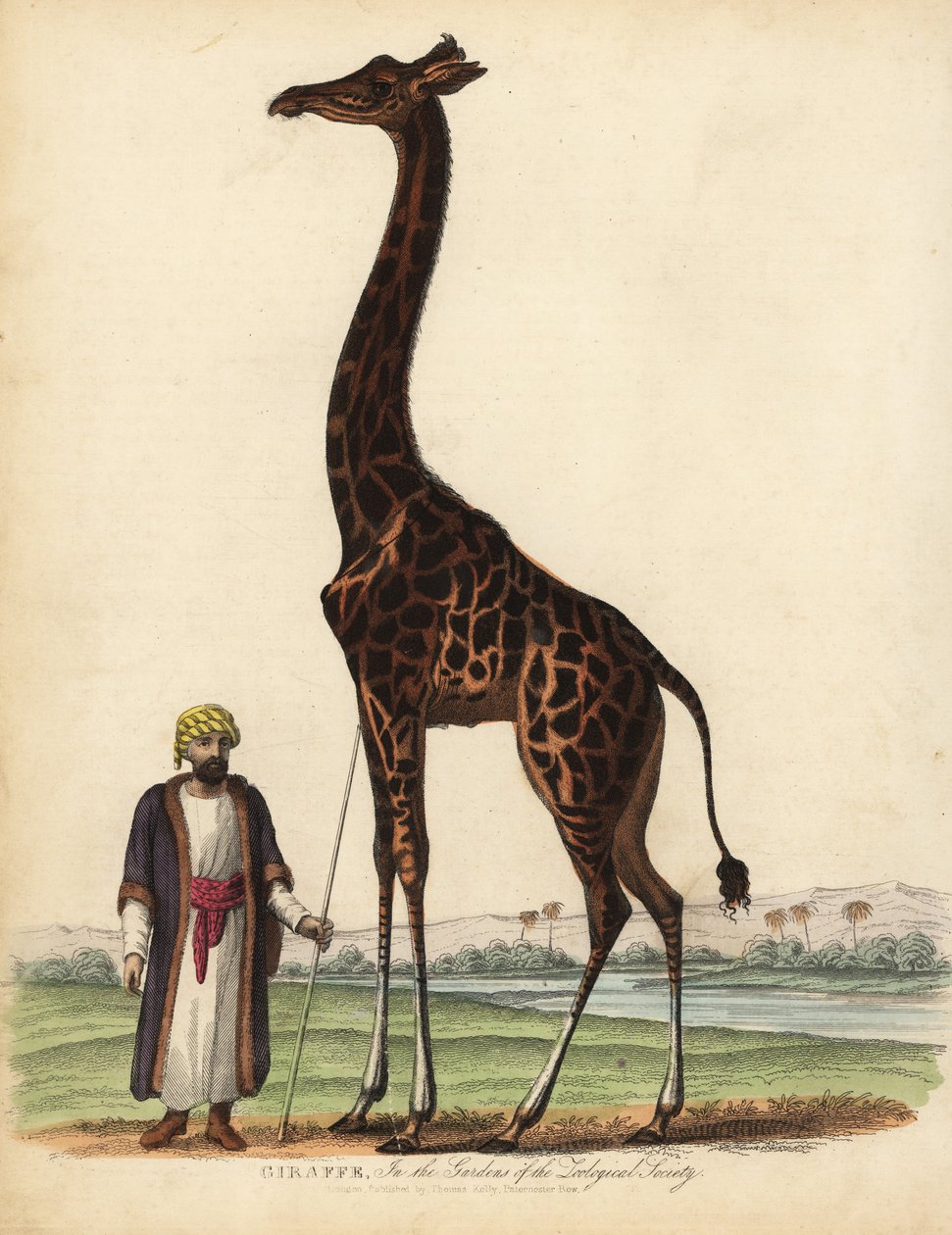 Giraf, Giraffa camelopardalis. af William Smellie