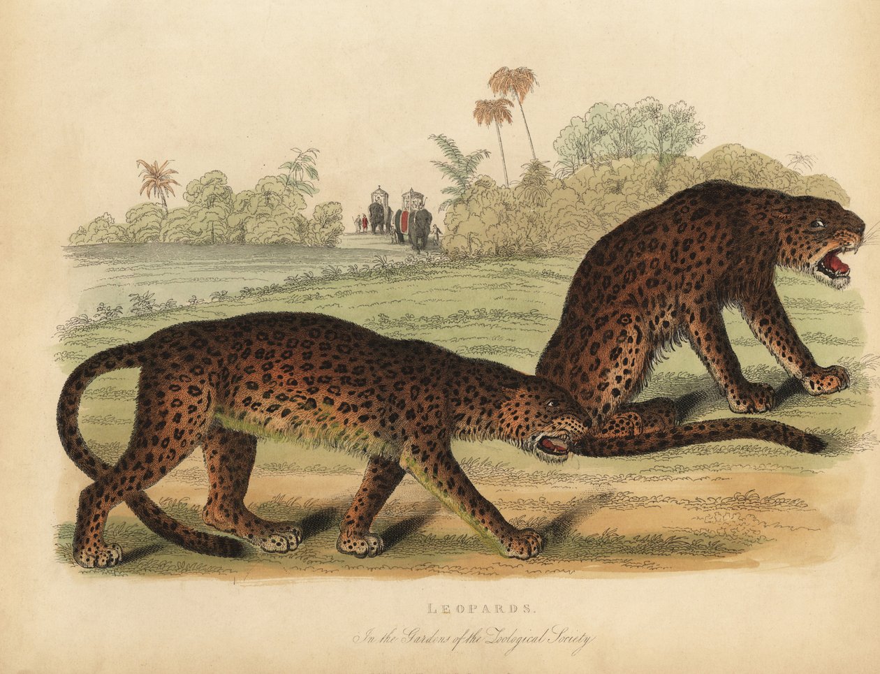 Leoparder, Panthera pardus. af William Smellie