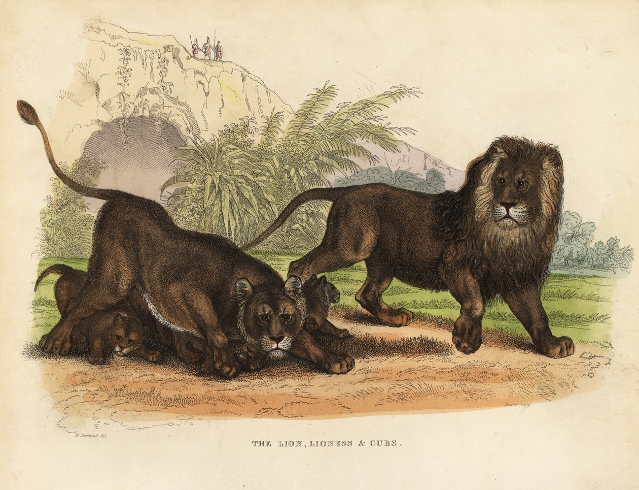 Løve, løvinde og unger, Panthera leo. af William Smellie