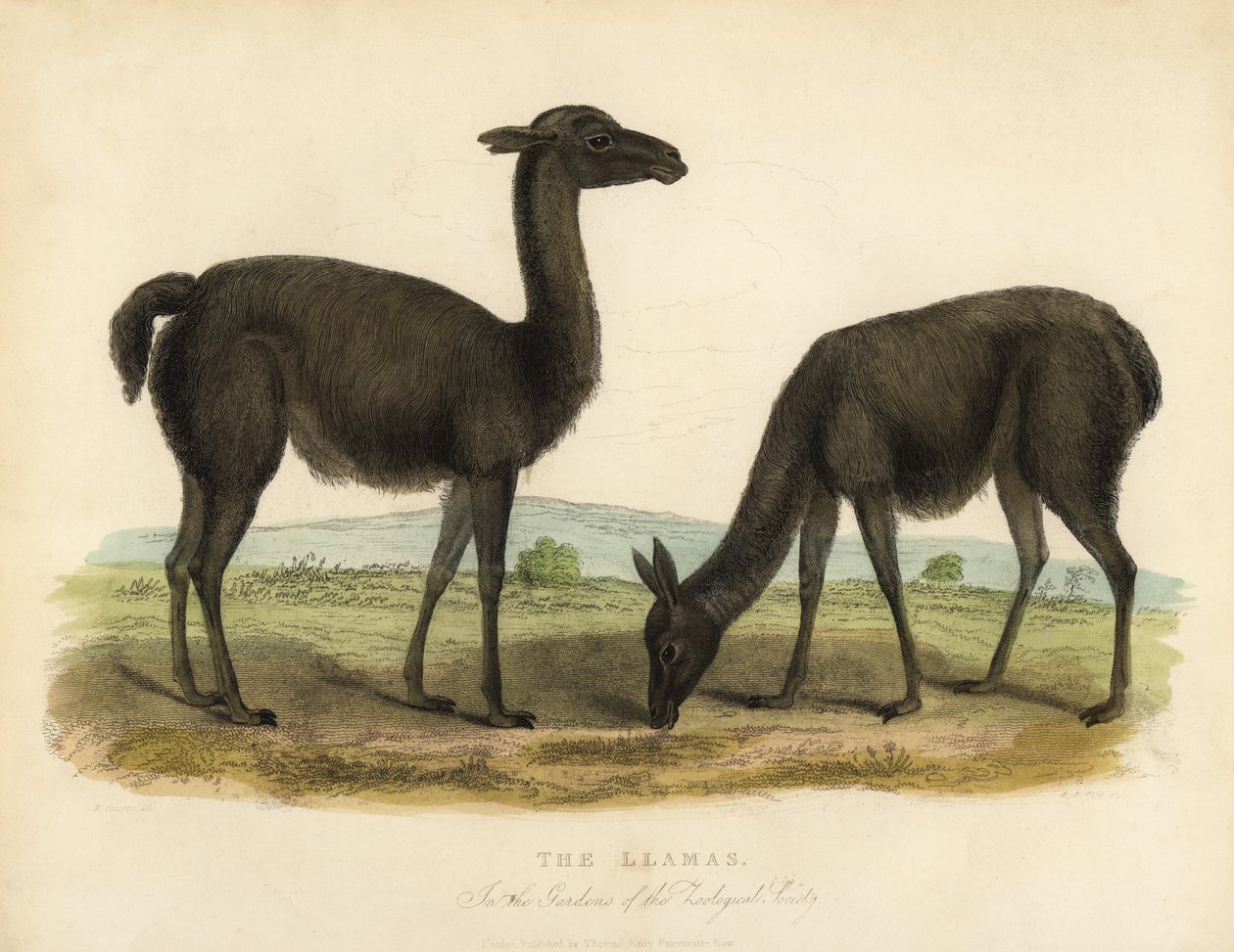Lama, Lama glama. af William Smellie