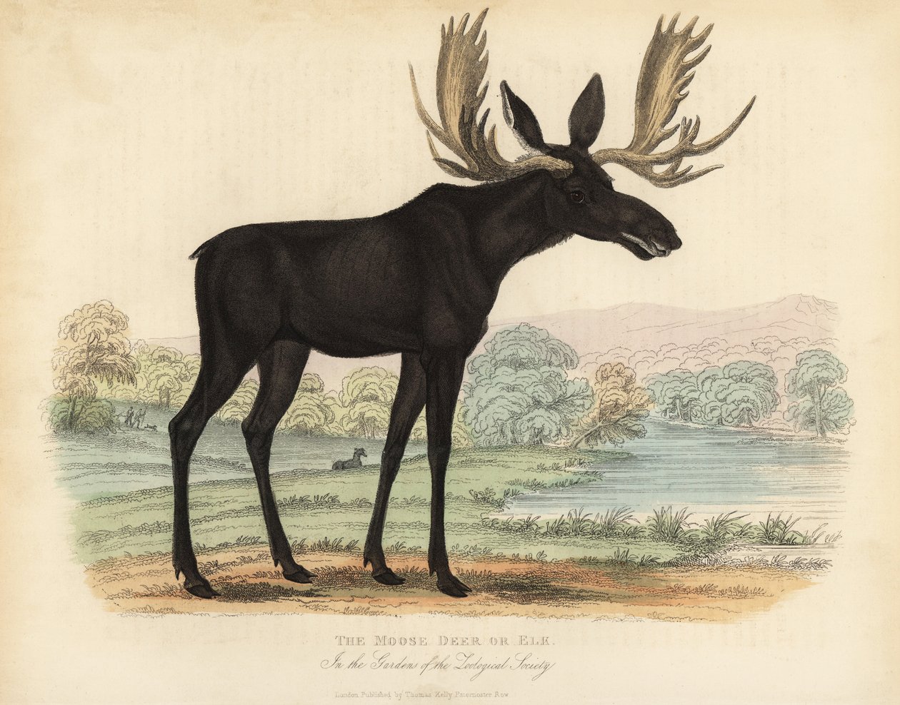 Elg eller elg, Alces alces. af William Smellie