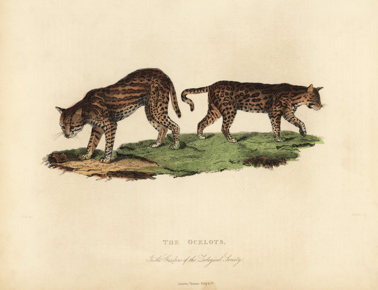 Ocelot, Leopardus pardalis. af William Smellie