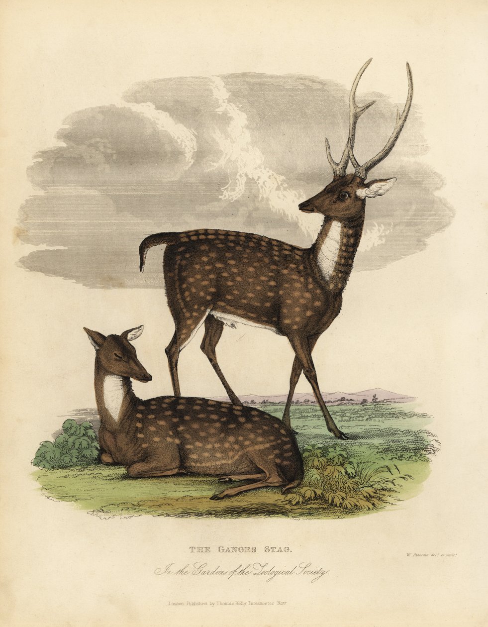 Sumphjort eller -løve, Rucervus duvaucelii. af William Smellie