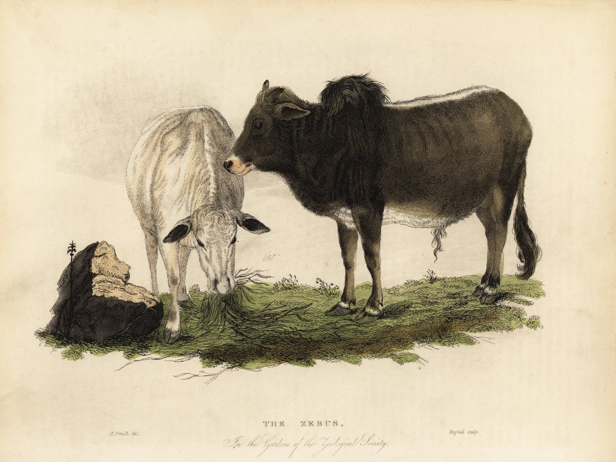Zebu, den første indiske okse. af William Smellie