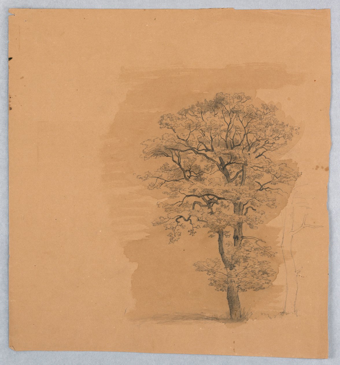 Undersøgelse af løv af William Stanley Haseltine