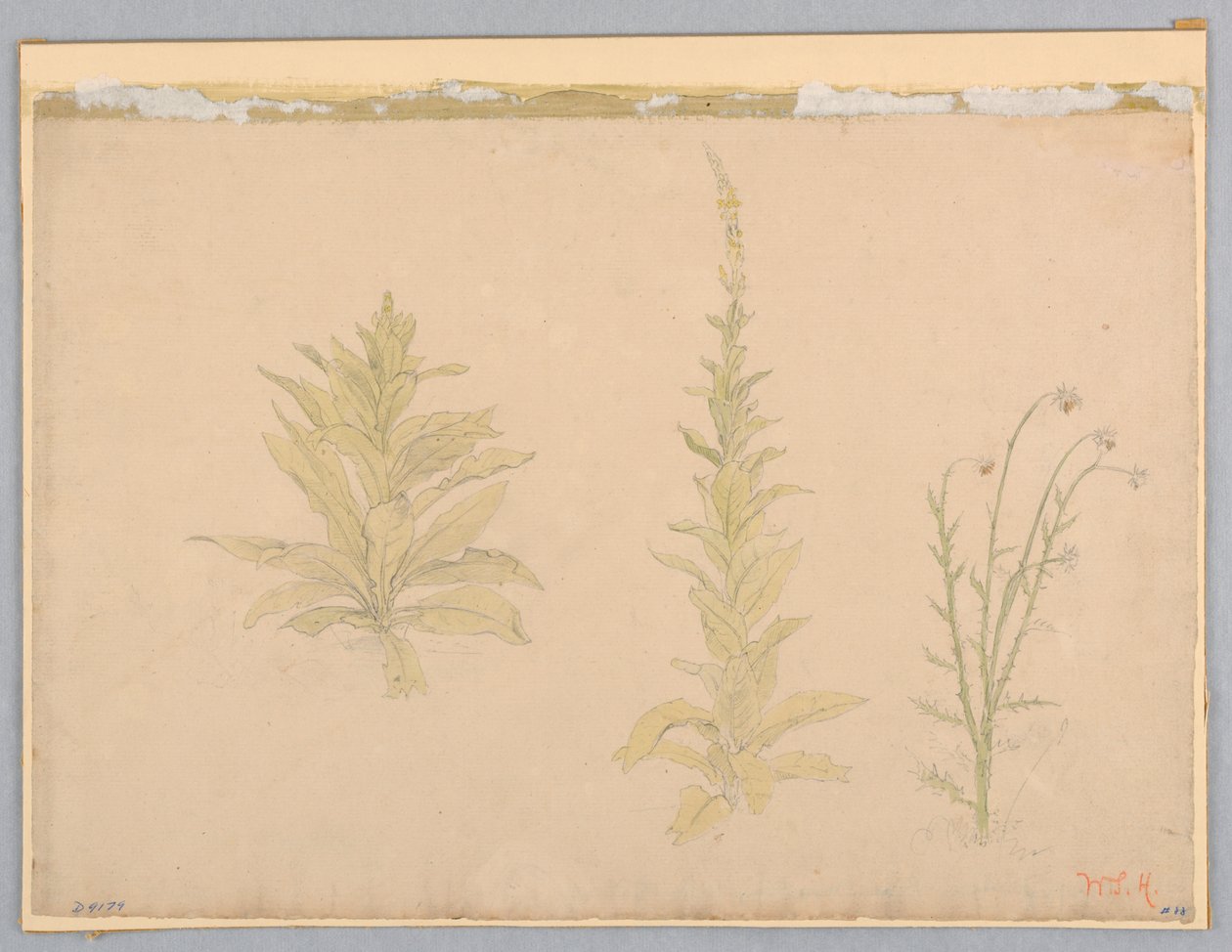 Undersøgelse af mulleinplanter af William Stanley Haseltine