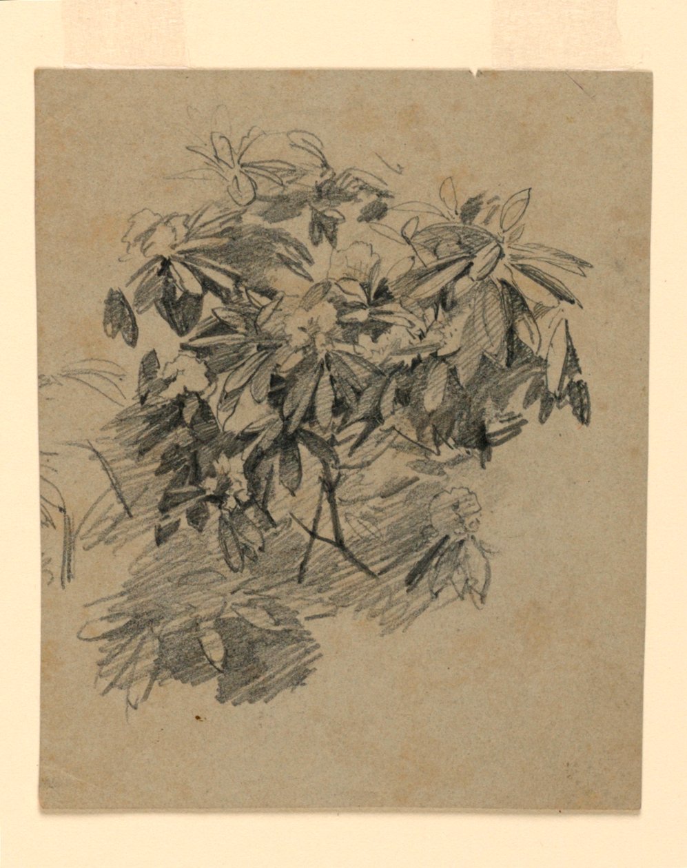 Undersøgelse af løv af William Trost Richards