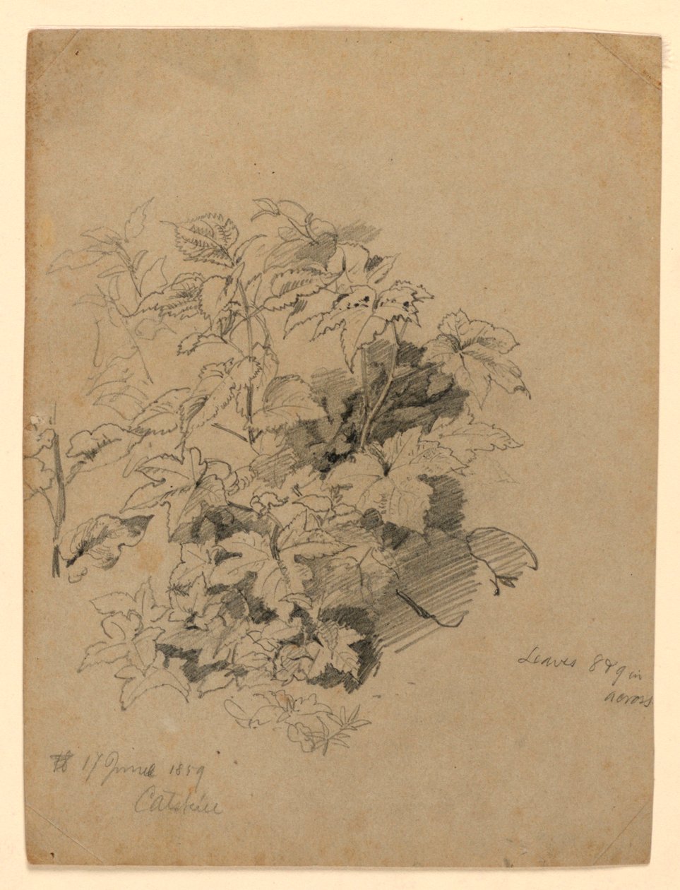 Undersøgelse af løv af William Trost Richards