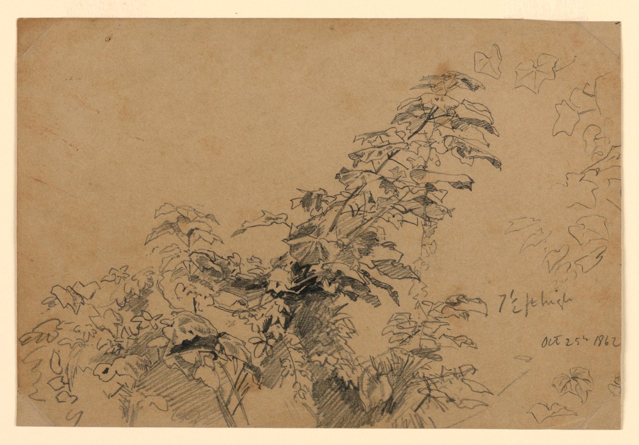 Undersøgelse af løv af William Trost Richards