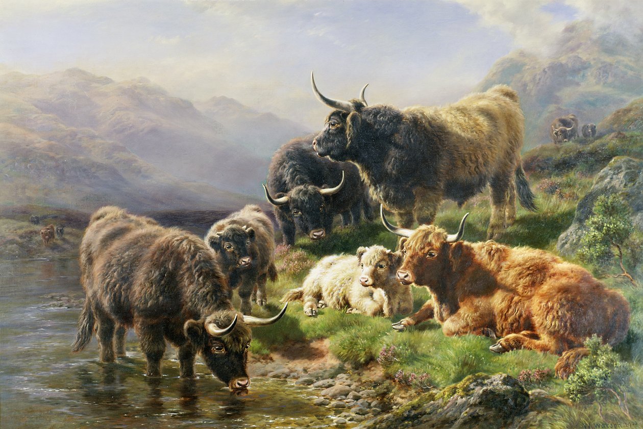 Highland Cattle af William Watson