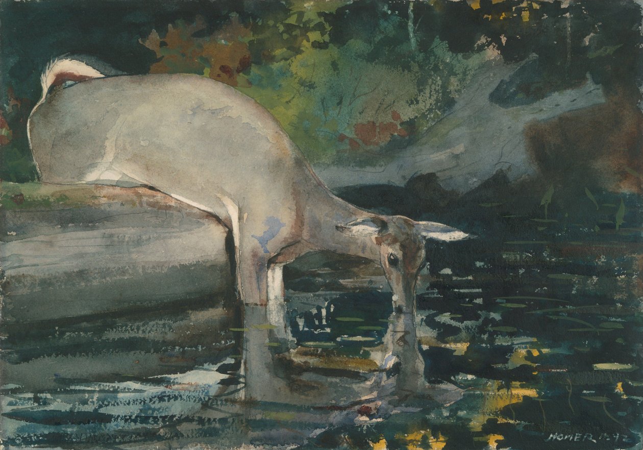 Hjorte drikker af Winslow Homer