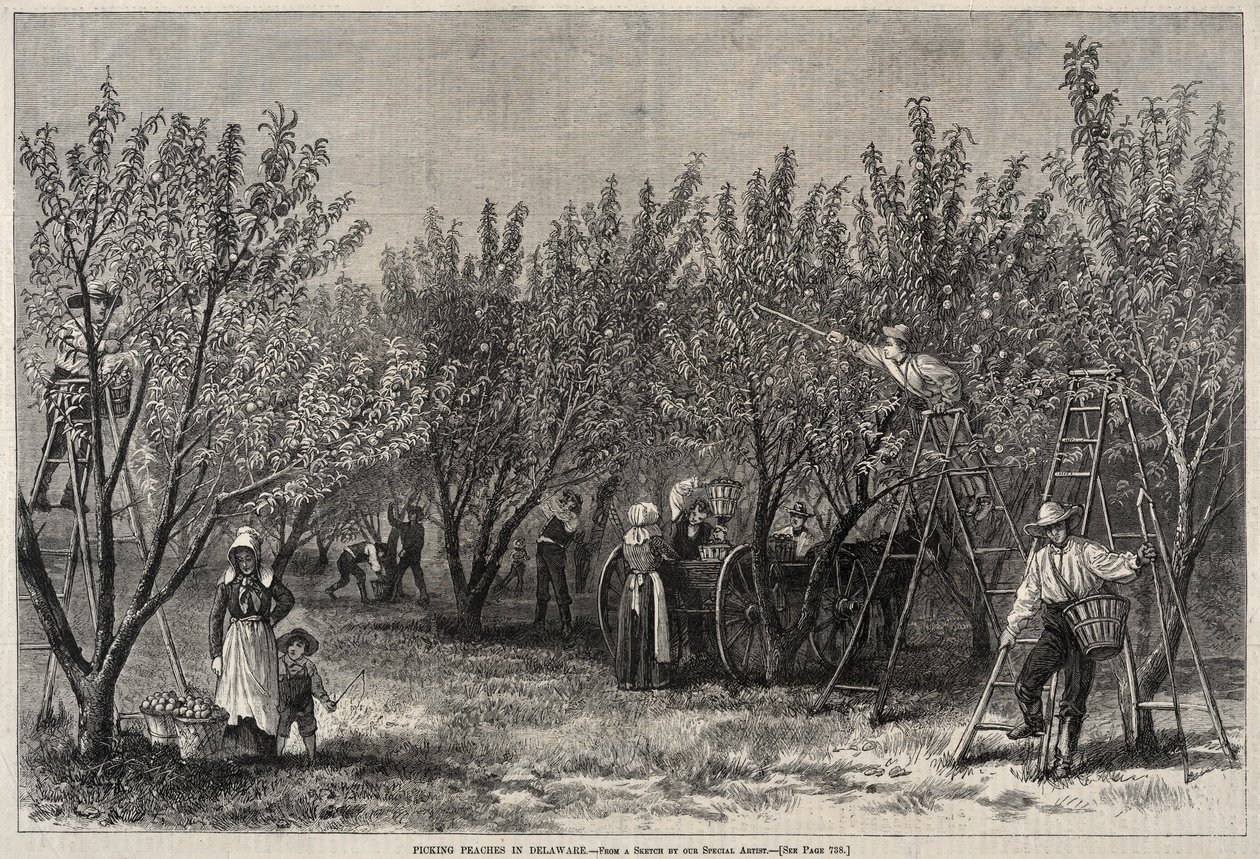 Plukker ferskner i Delaware. af Winslow Homer