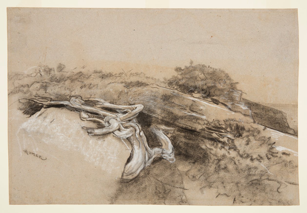 Trærødder, Prouts Hals af Winslow Homer