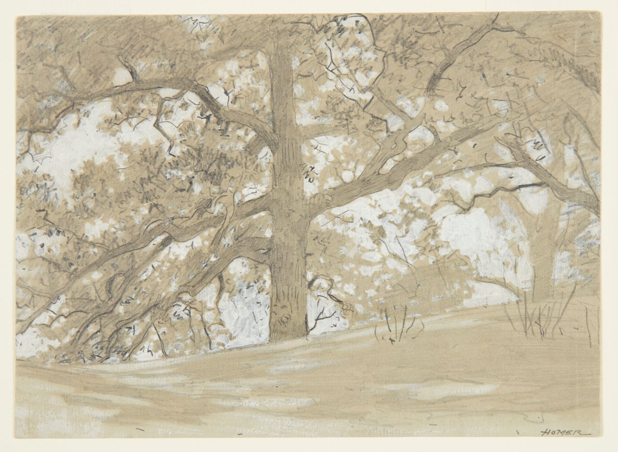 Waverly Oaks af Winslow Homer