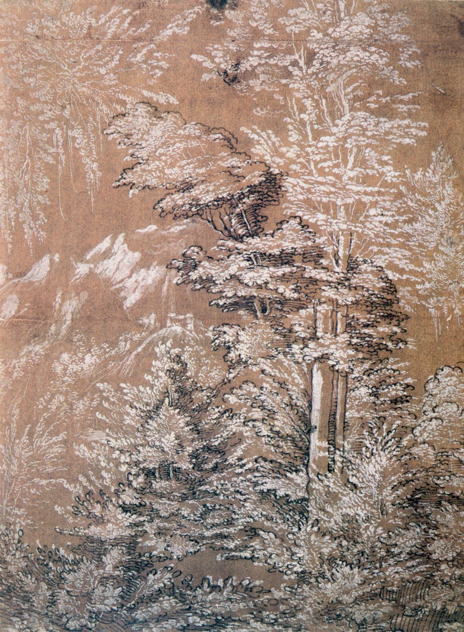 Træstudie, 1519 af Wolf Huber